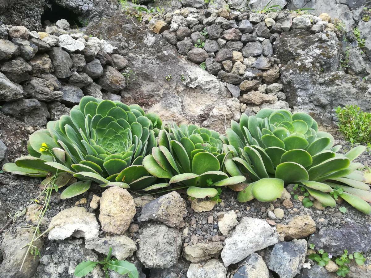 Casas Rurales Los Guinderos Icod De Los Vinos Luaran gambar
